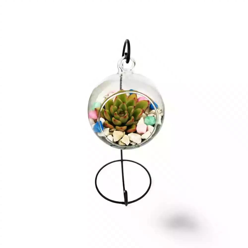 Ensemble de Succulentes Suspendues