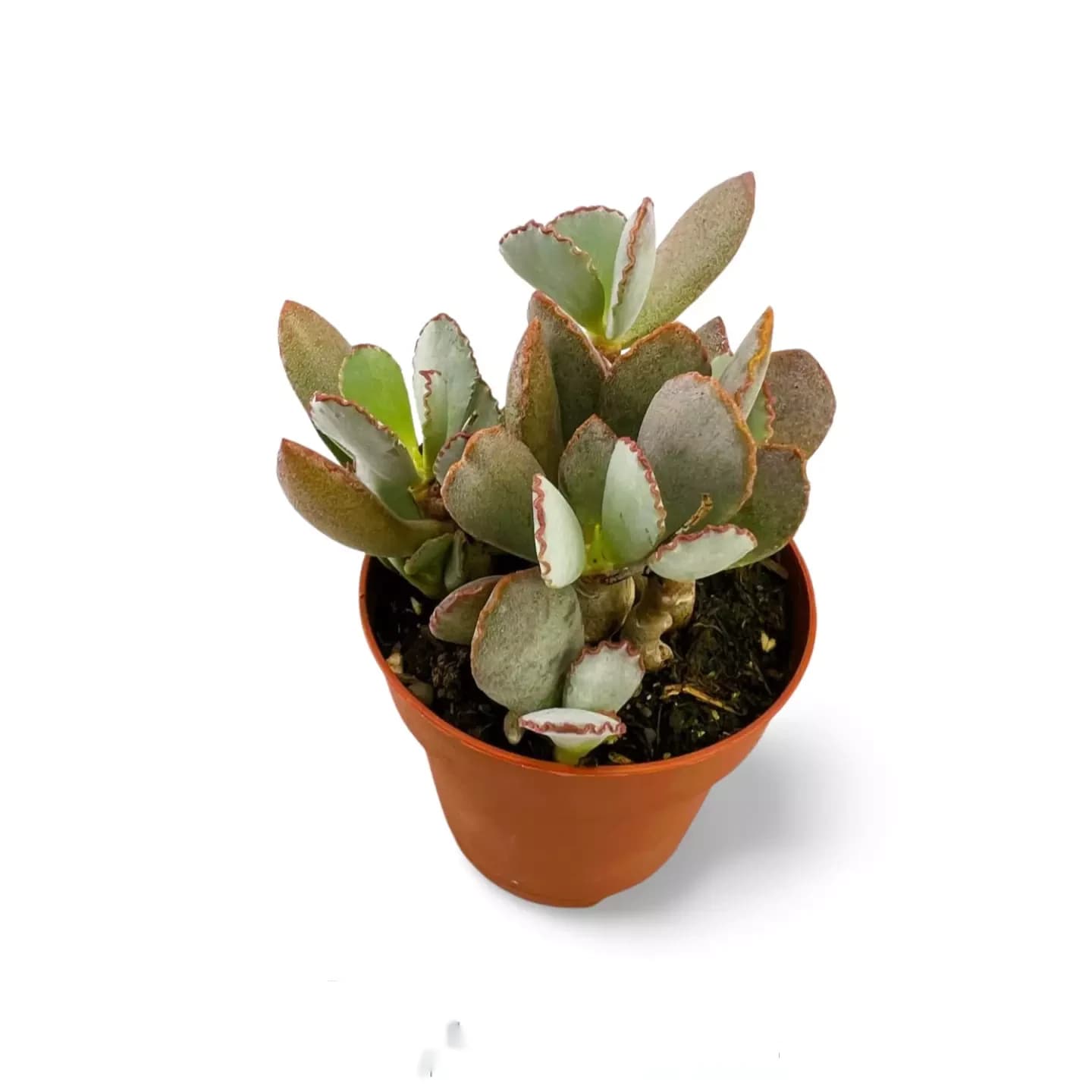 Cotylédon papillaire