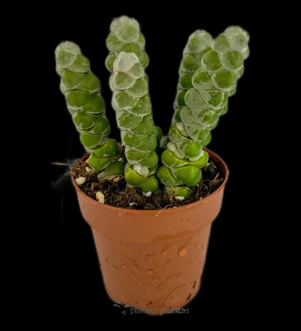 Crassula Lueur de Lune