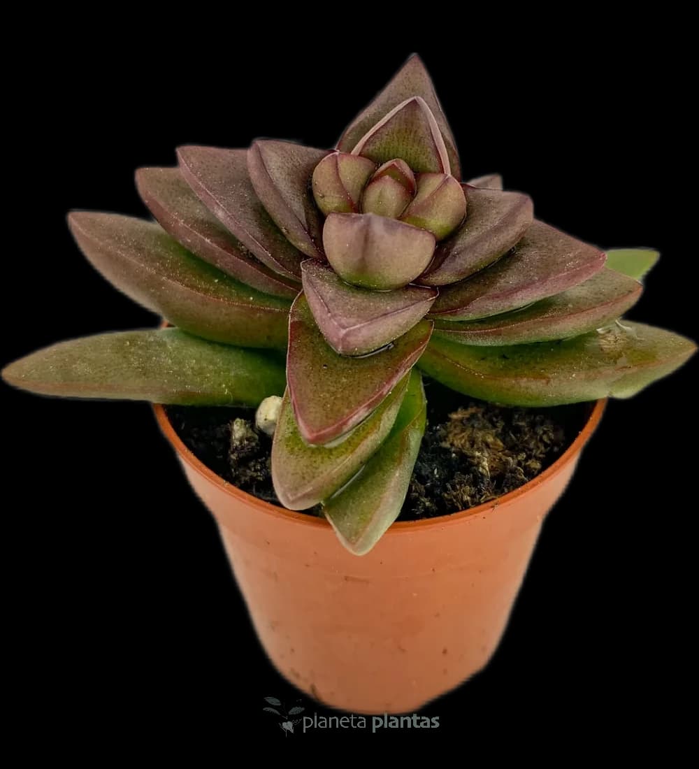 Crassula Printemps Mod C