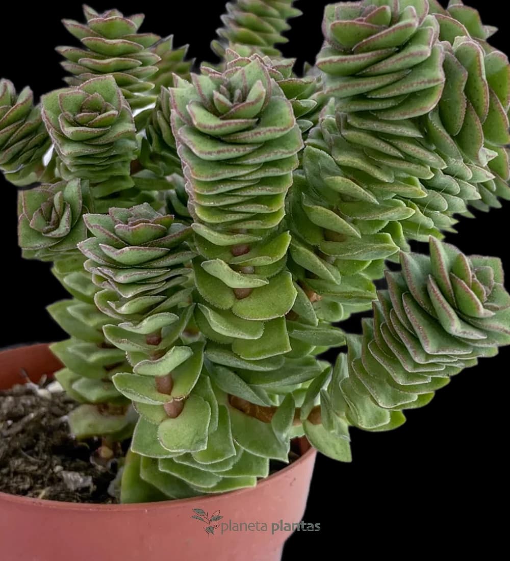 Crassula Perforata COLL