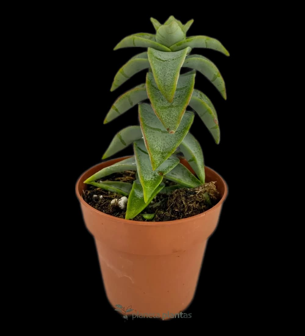 Crassula Perforata