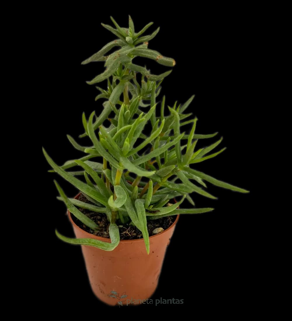 Crassula Tetragona