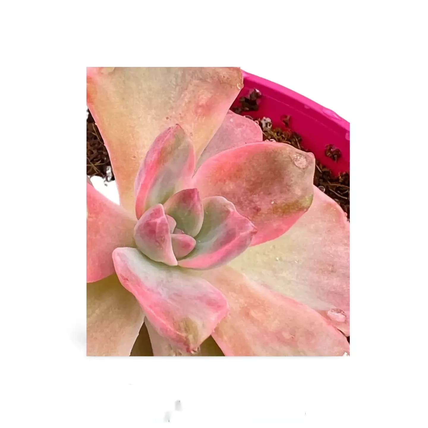 Ailes d'ange Echeveria