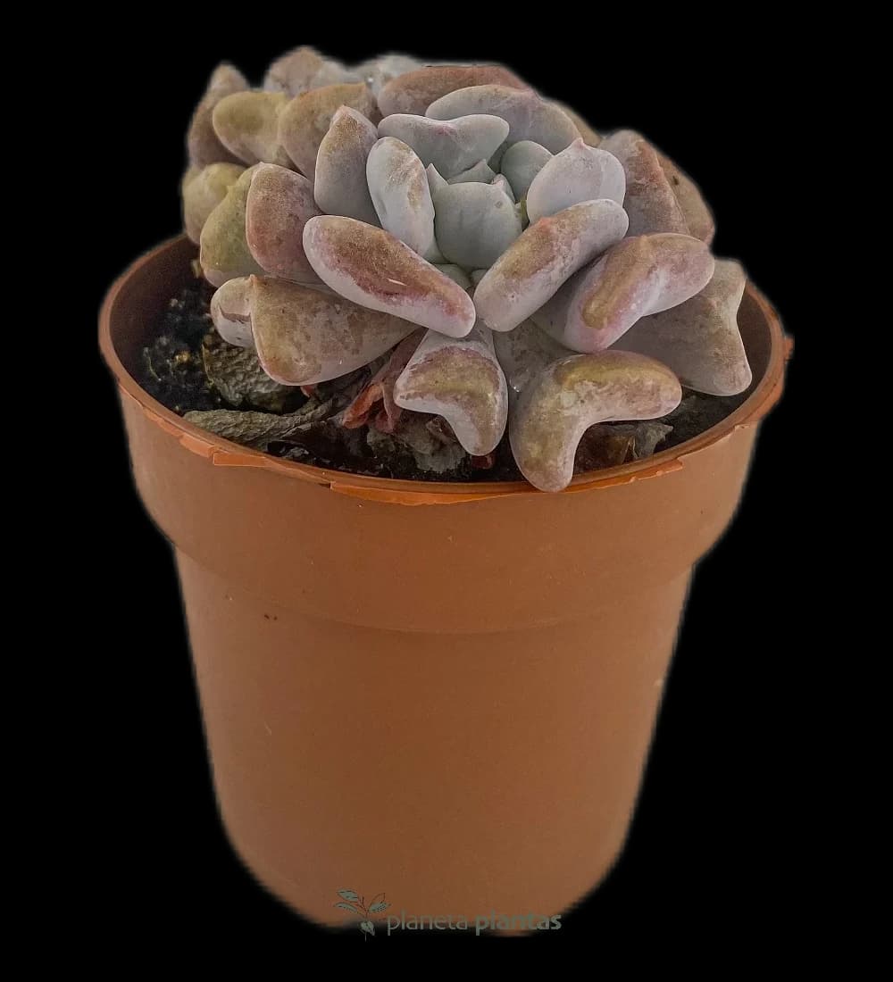 Echeveria Cubic Frost