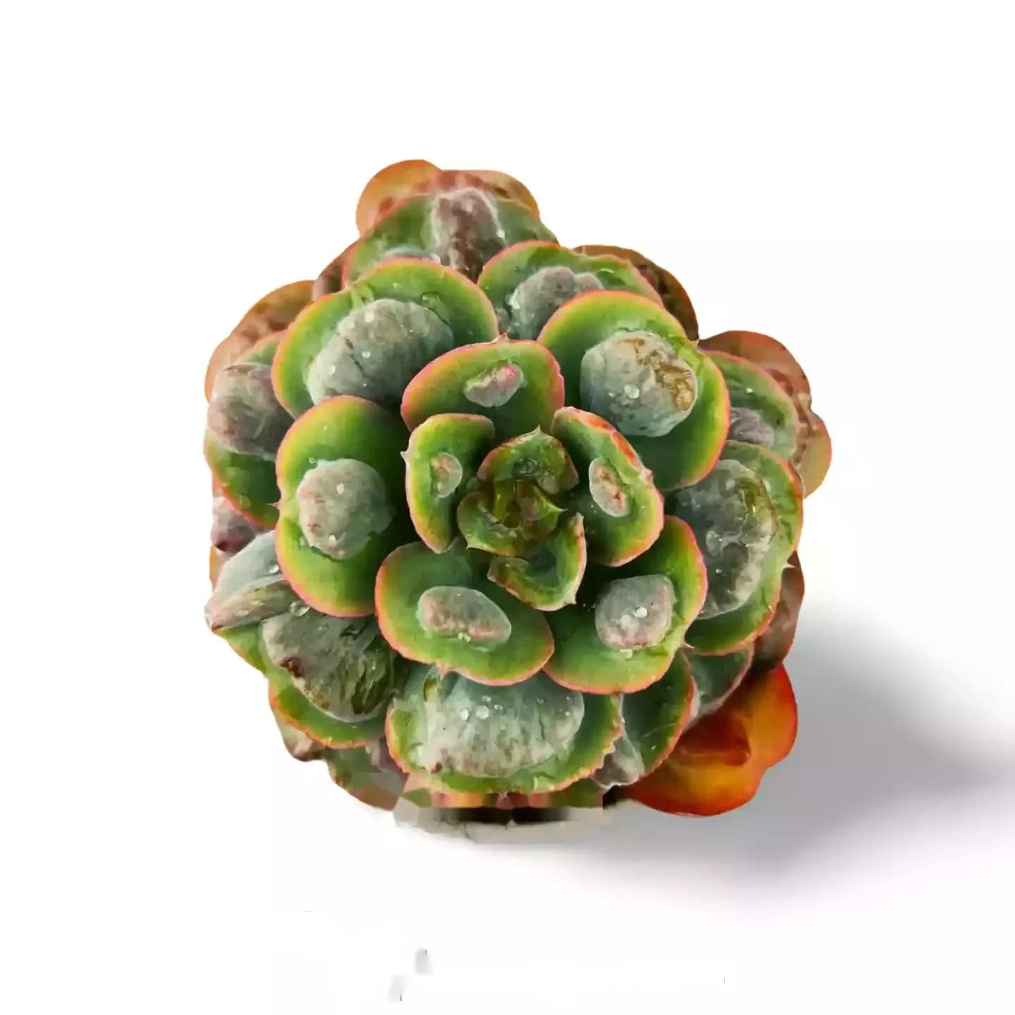Gouttes de pluie d'Echeveria