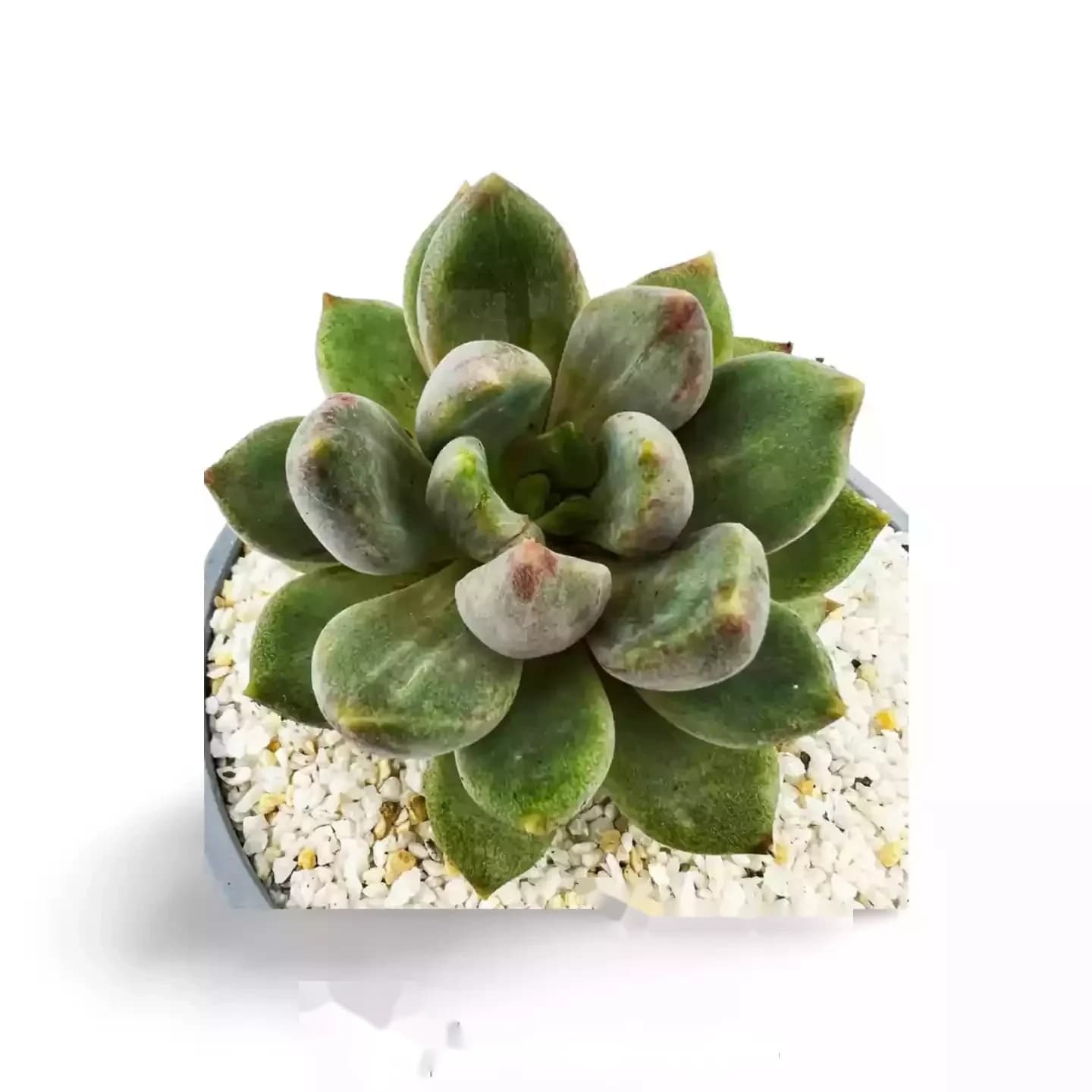 Echeveria Tolimanensis Rouge Foncé