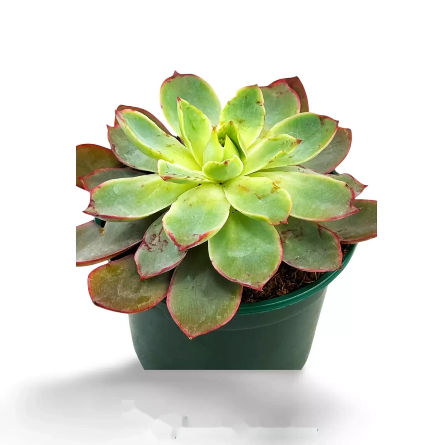 Bonbons Echeveria