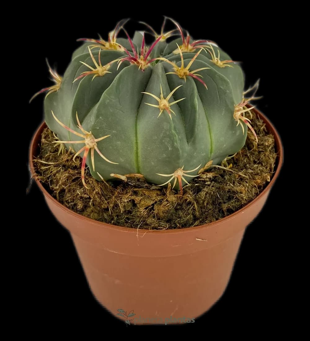 Échinocactus texensis