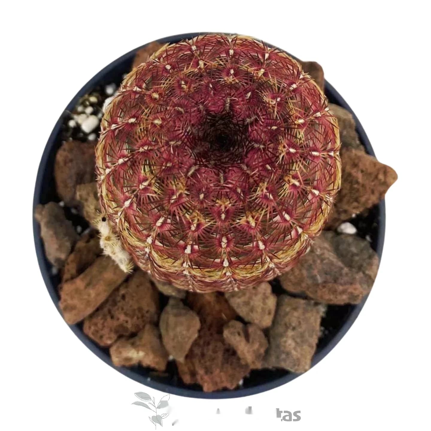 Echinocereus rigideissimus rubispinus