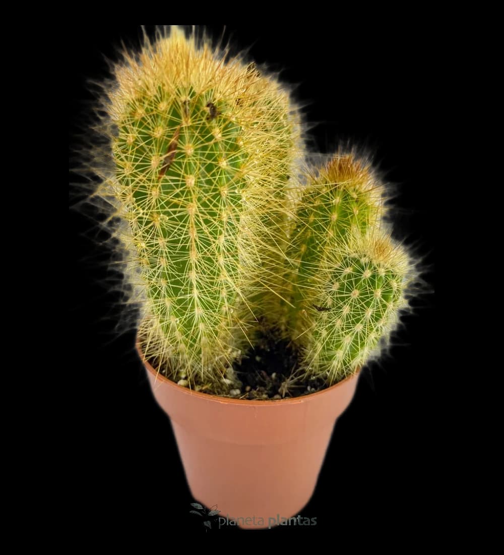 Echinopsis Candicans