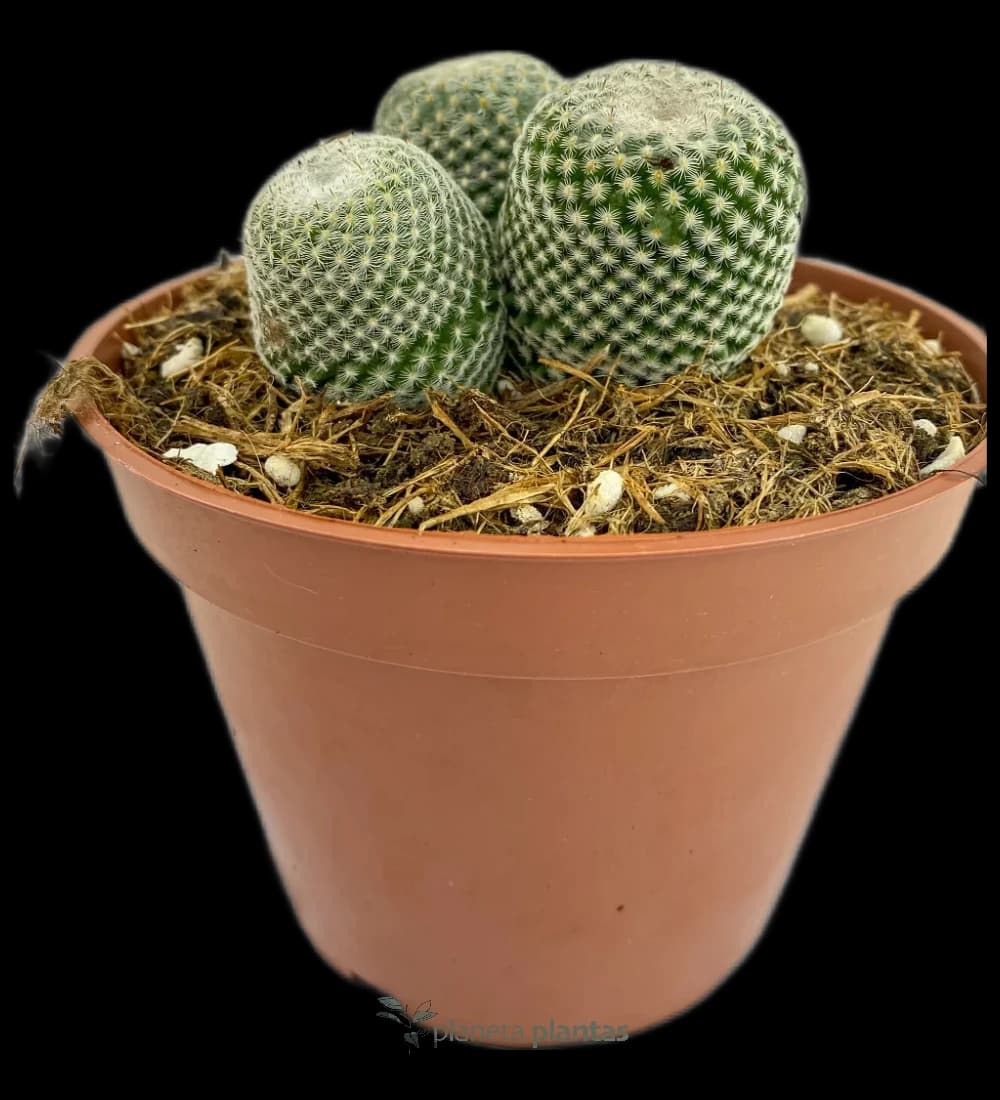 Épithélanthe microméris