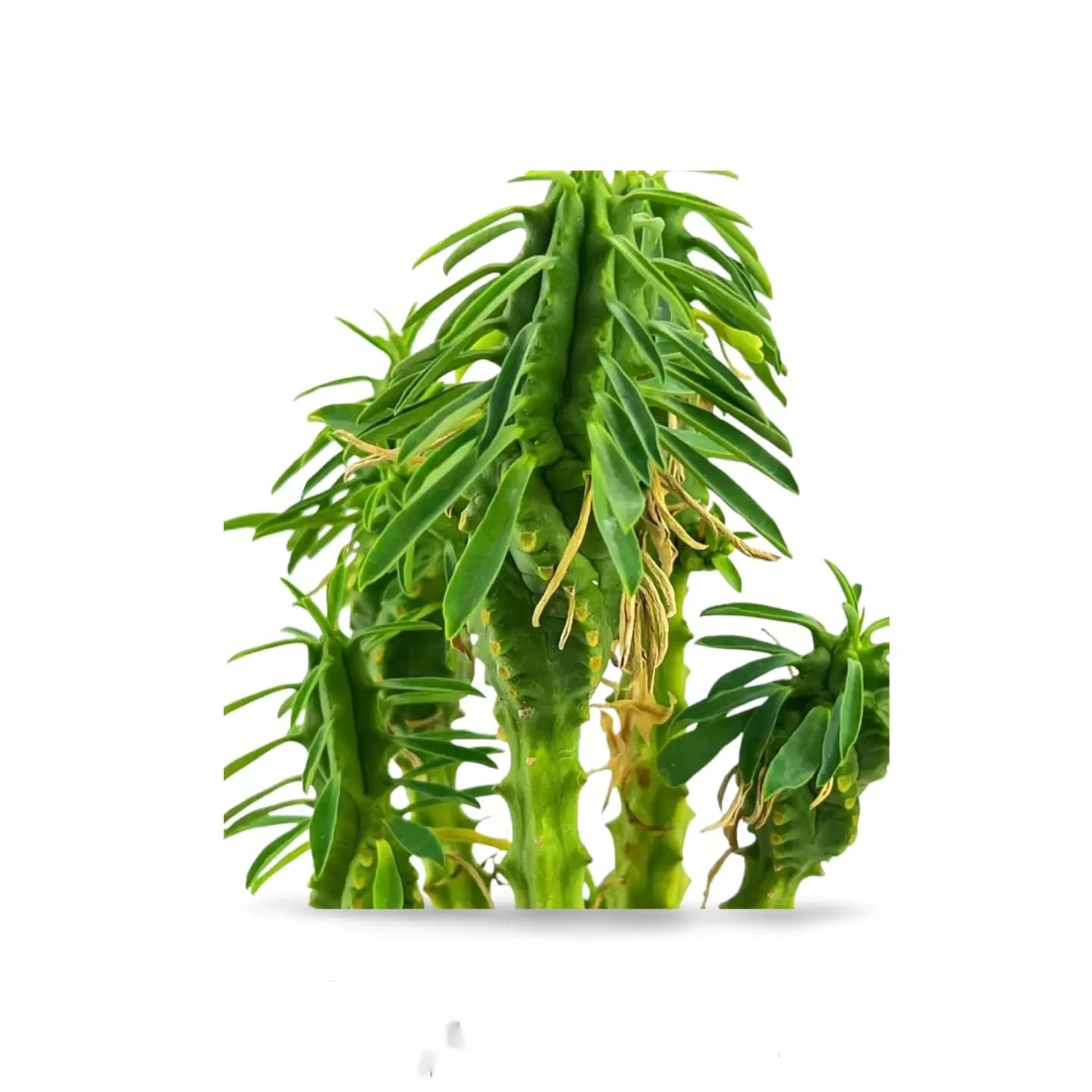 Euphorbe loricata