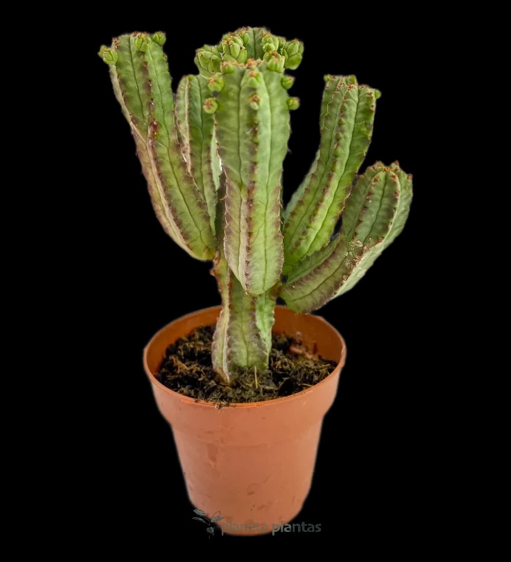 Euphorbia Mammillaris