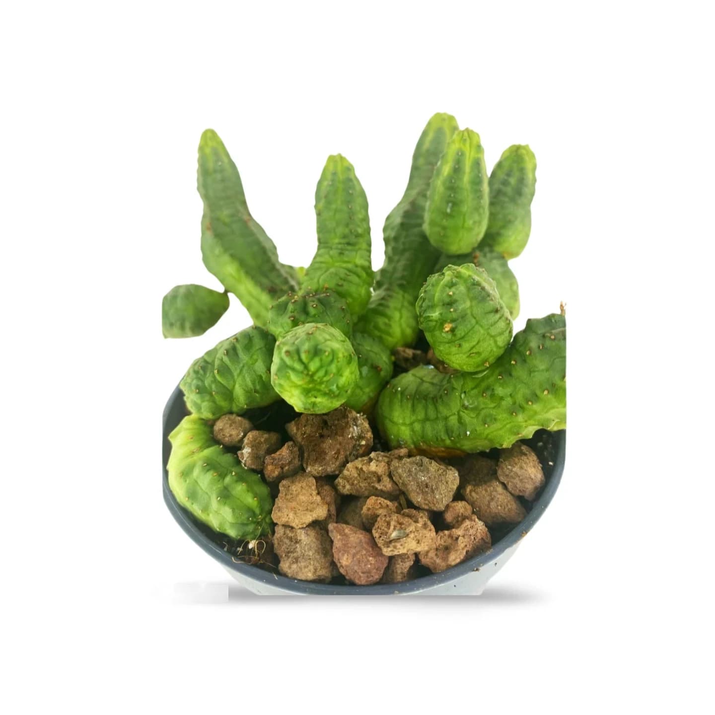 Euphorbia pseudoglobosa verte