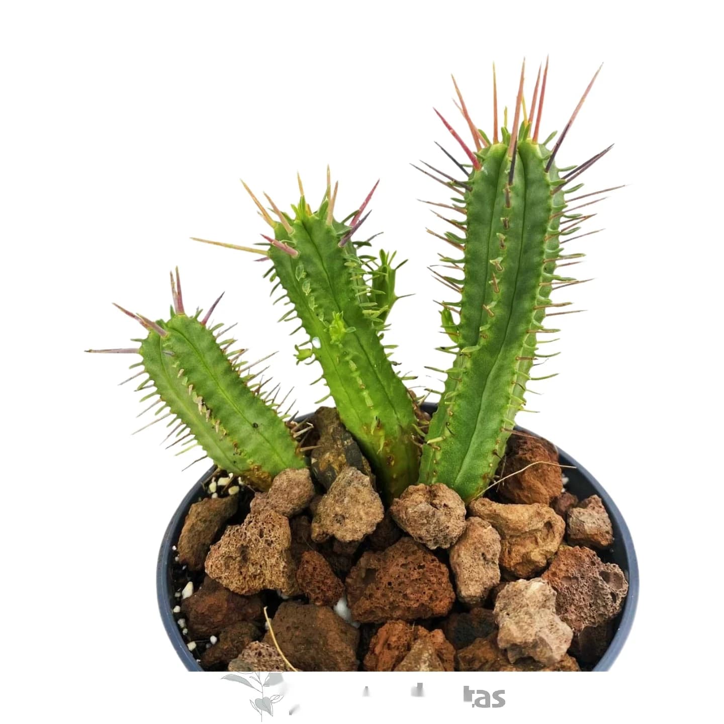 Euphorbe Enopla Rose