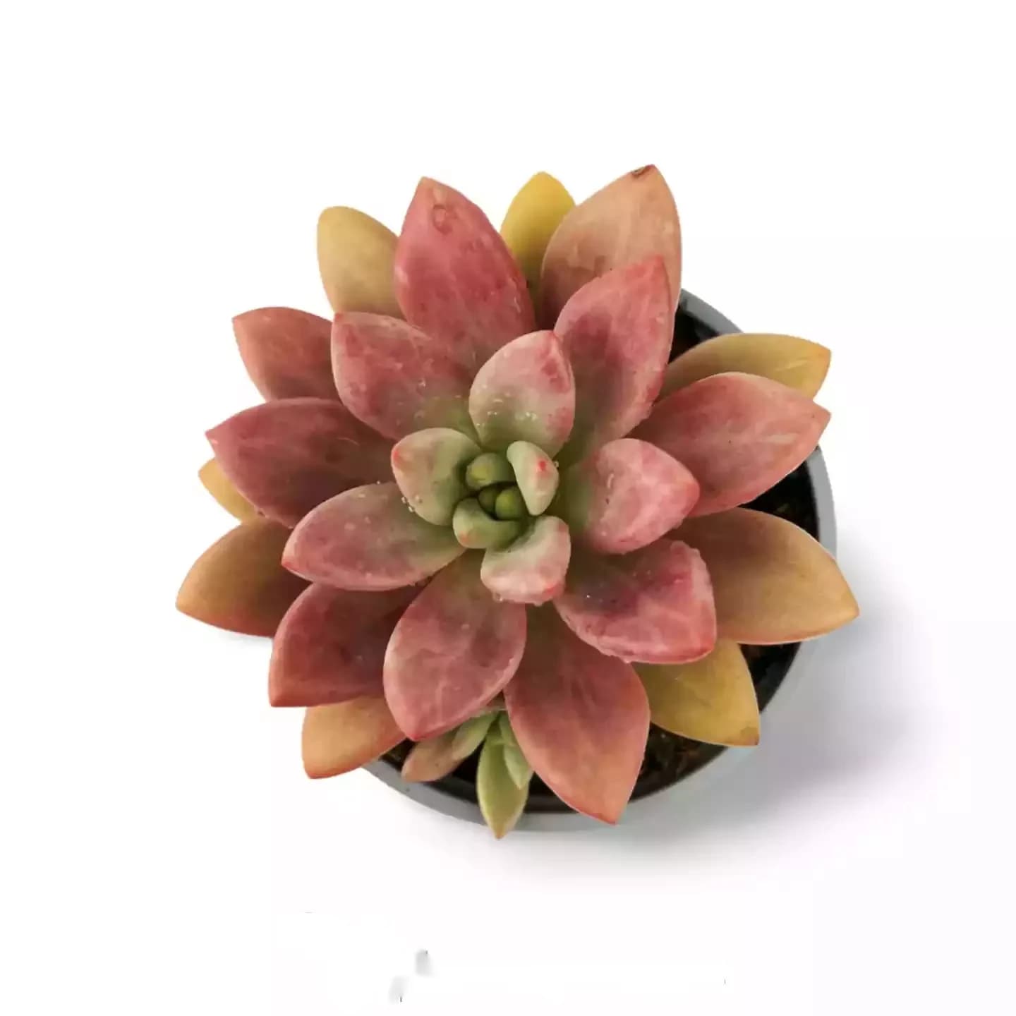 Graptoveria Rose Donna