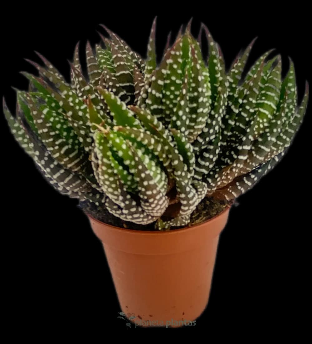 Haworthia Reinwardtii
