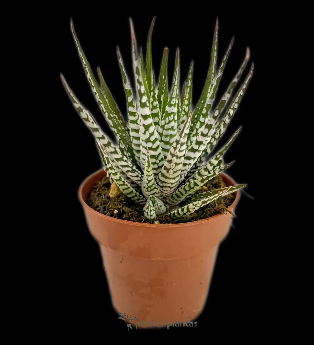 Haworthiopsis Fasciata