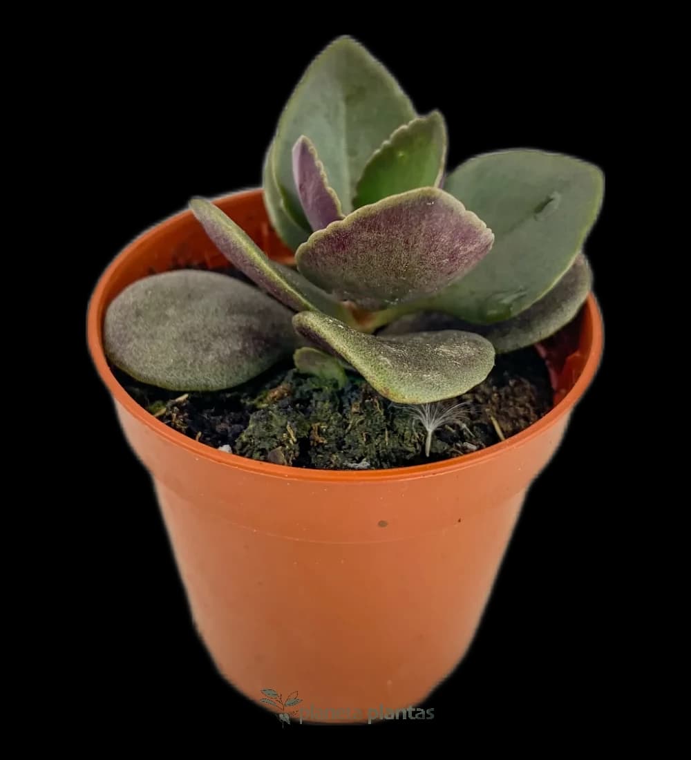 Kalanchoe Blossfeldiana