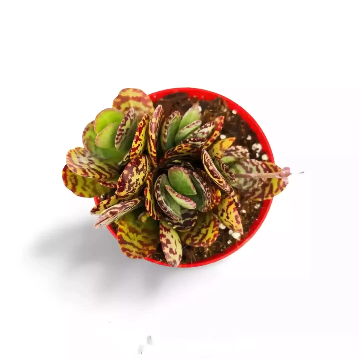Kalanchoe humilis