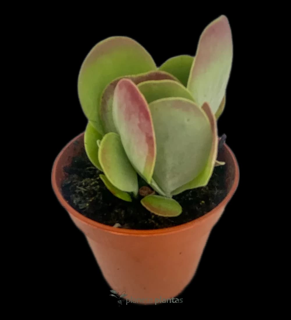 Kalanchoe Luciae