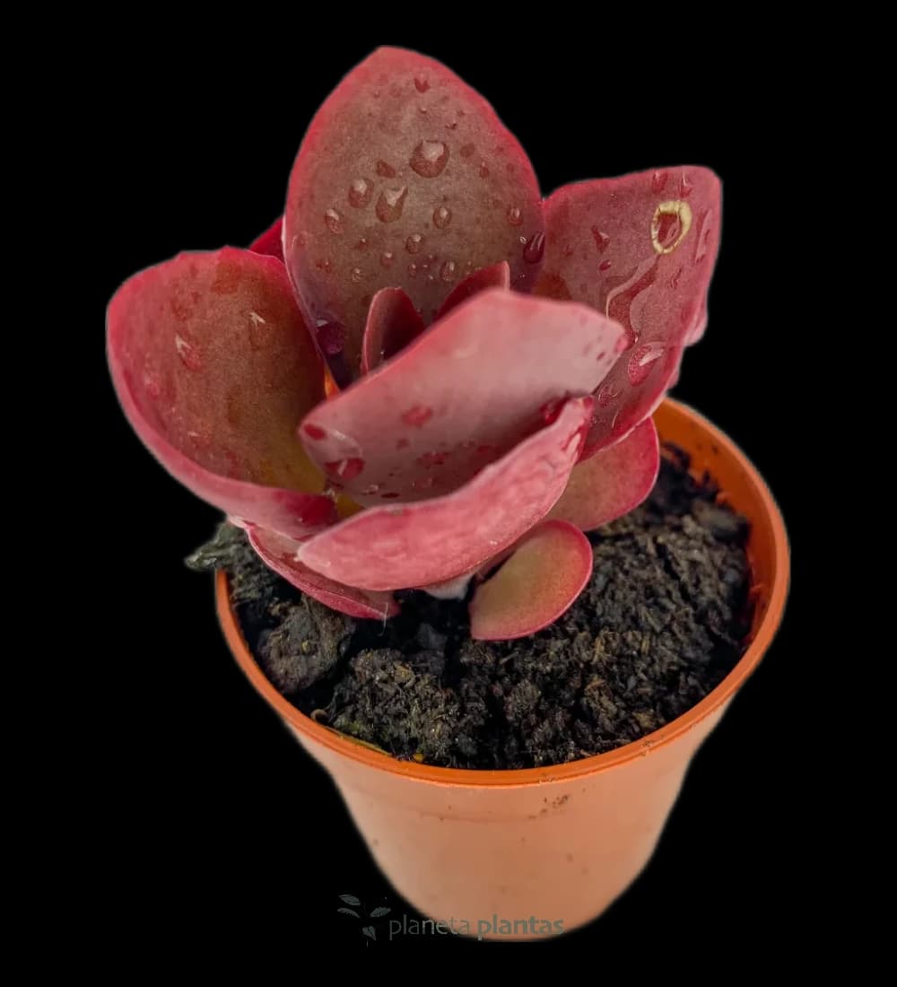 Kalanchoe Tetraphylla