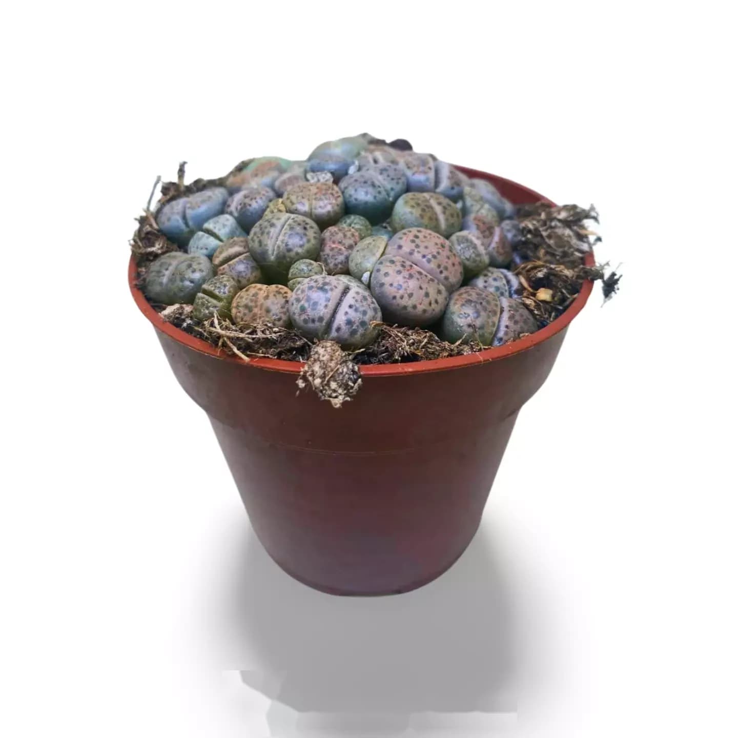 Variété de Lithops