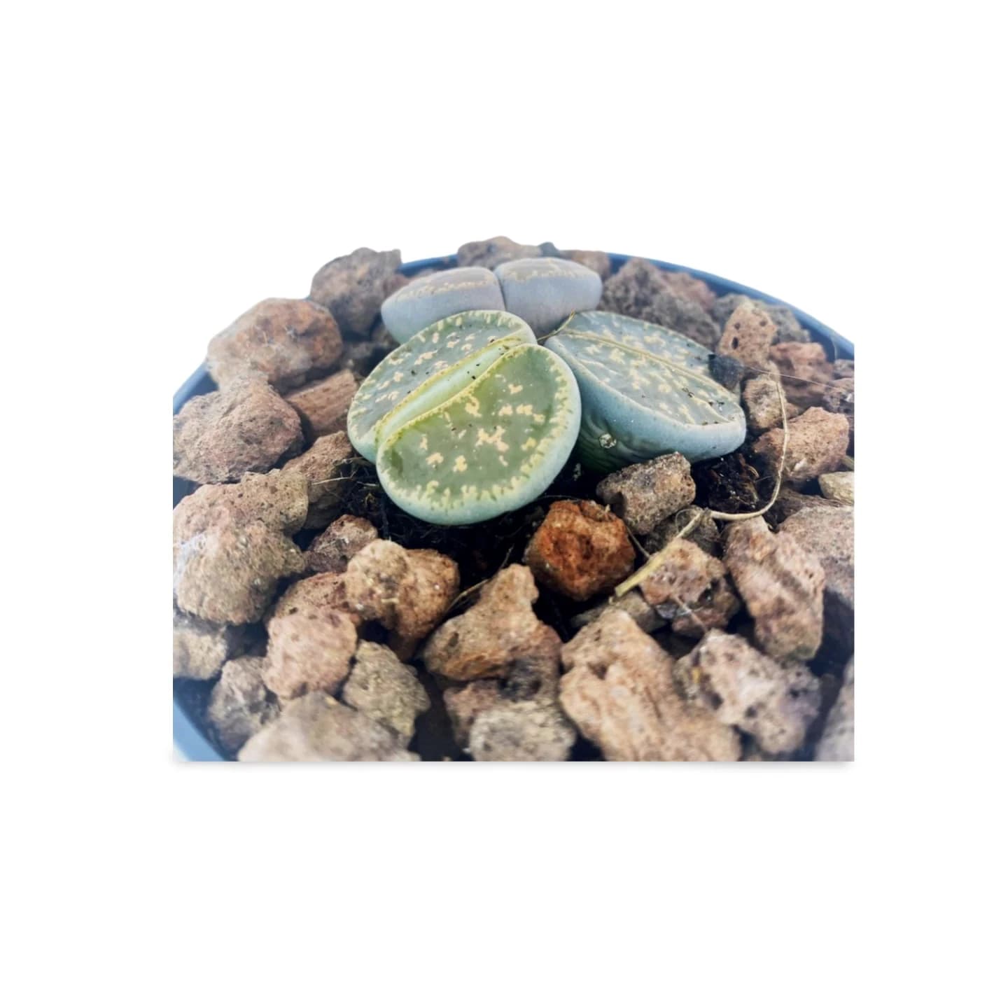 Lithops géants