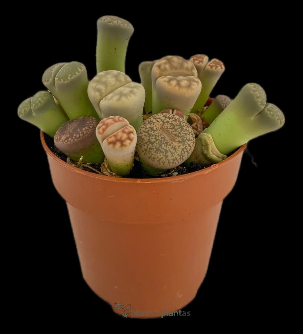 Lithops Pseudotruncatella- Petite