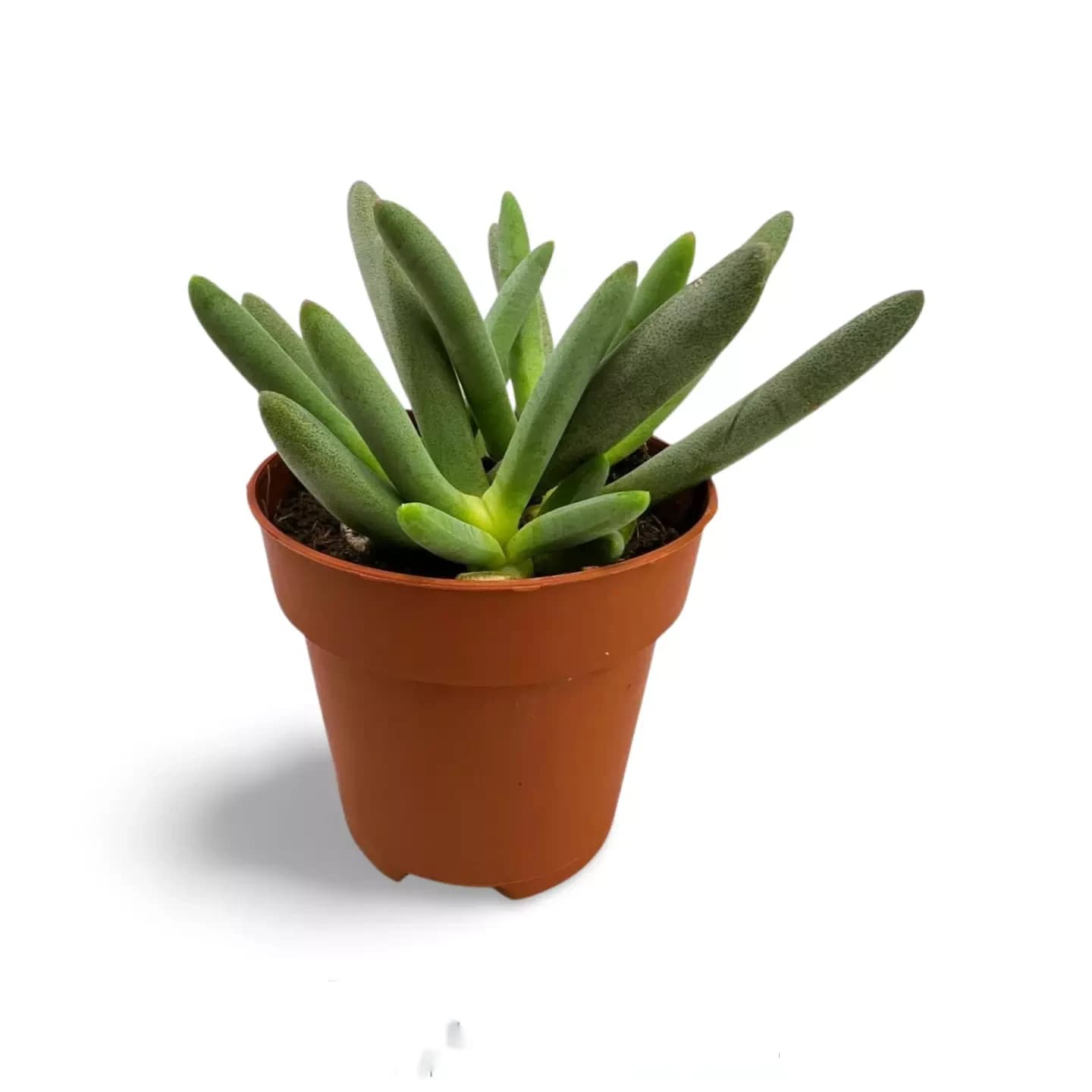 Marlothistella Uniondalensis