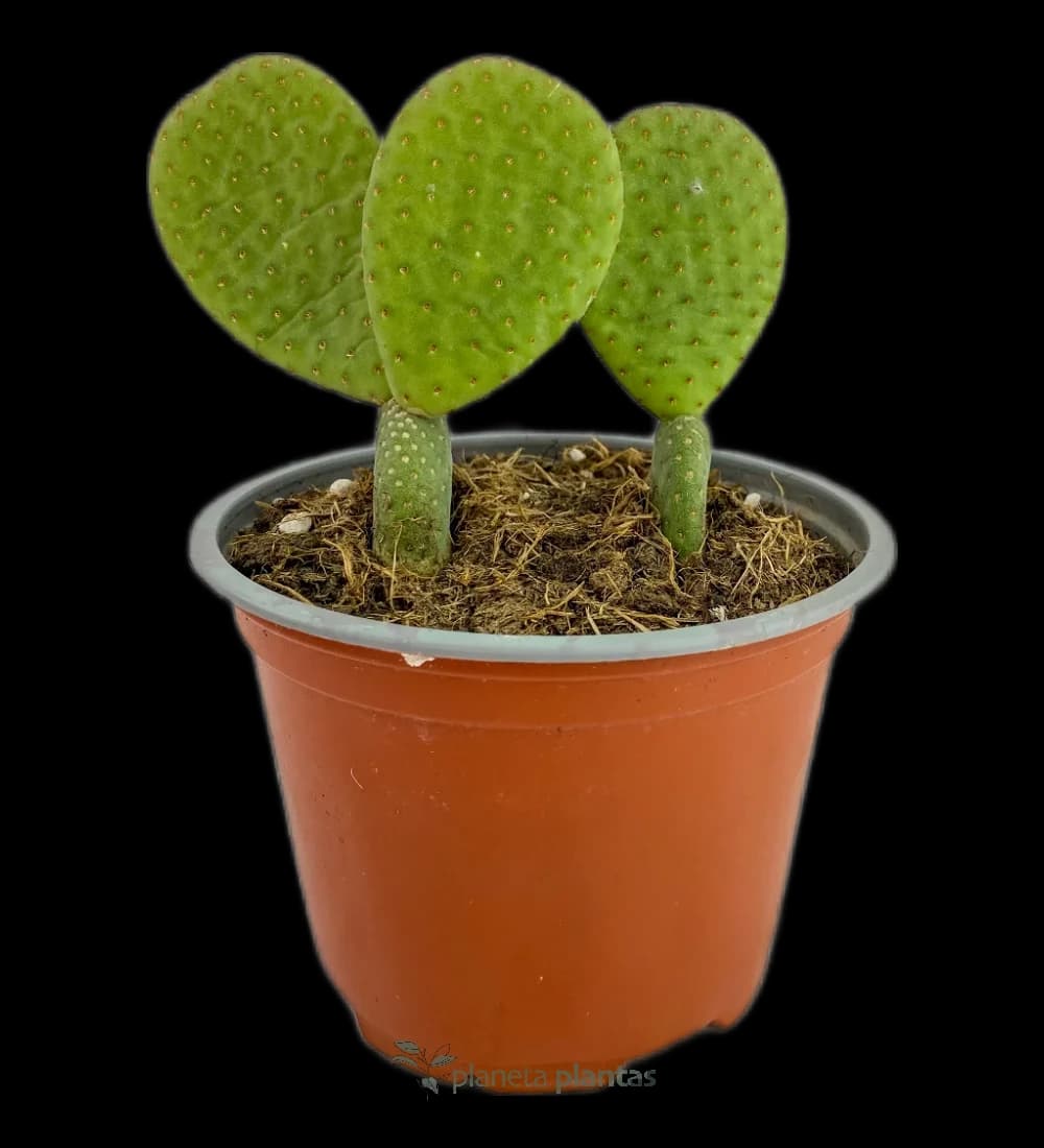 Opuntia Microdasys