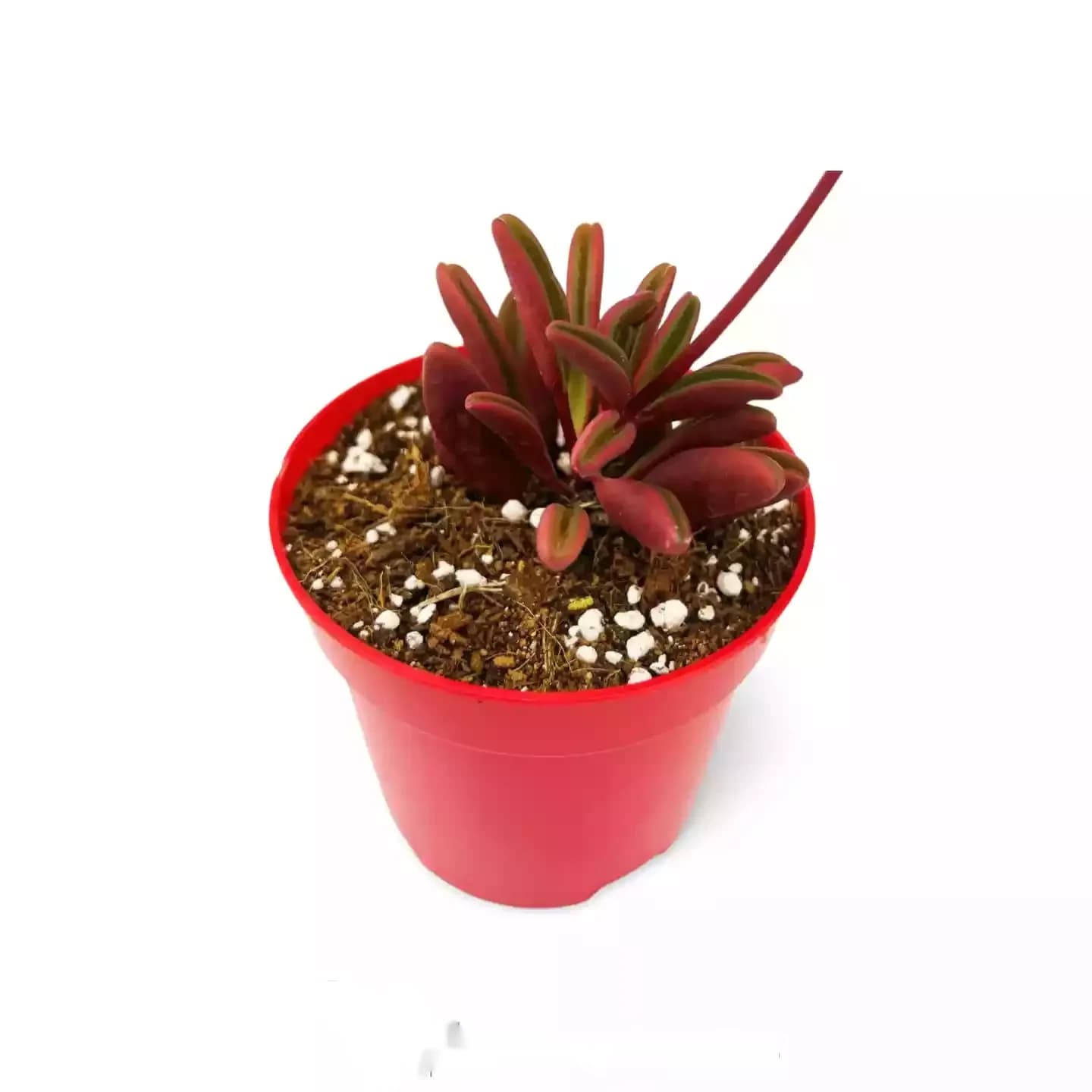 Peperomia Glaveolens