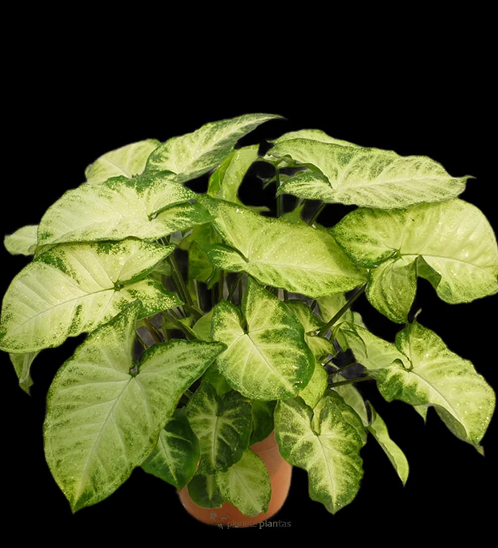 Syngonium Podophyllum
