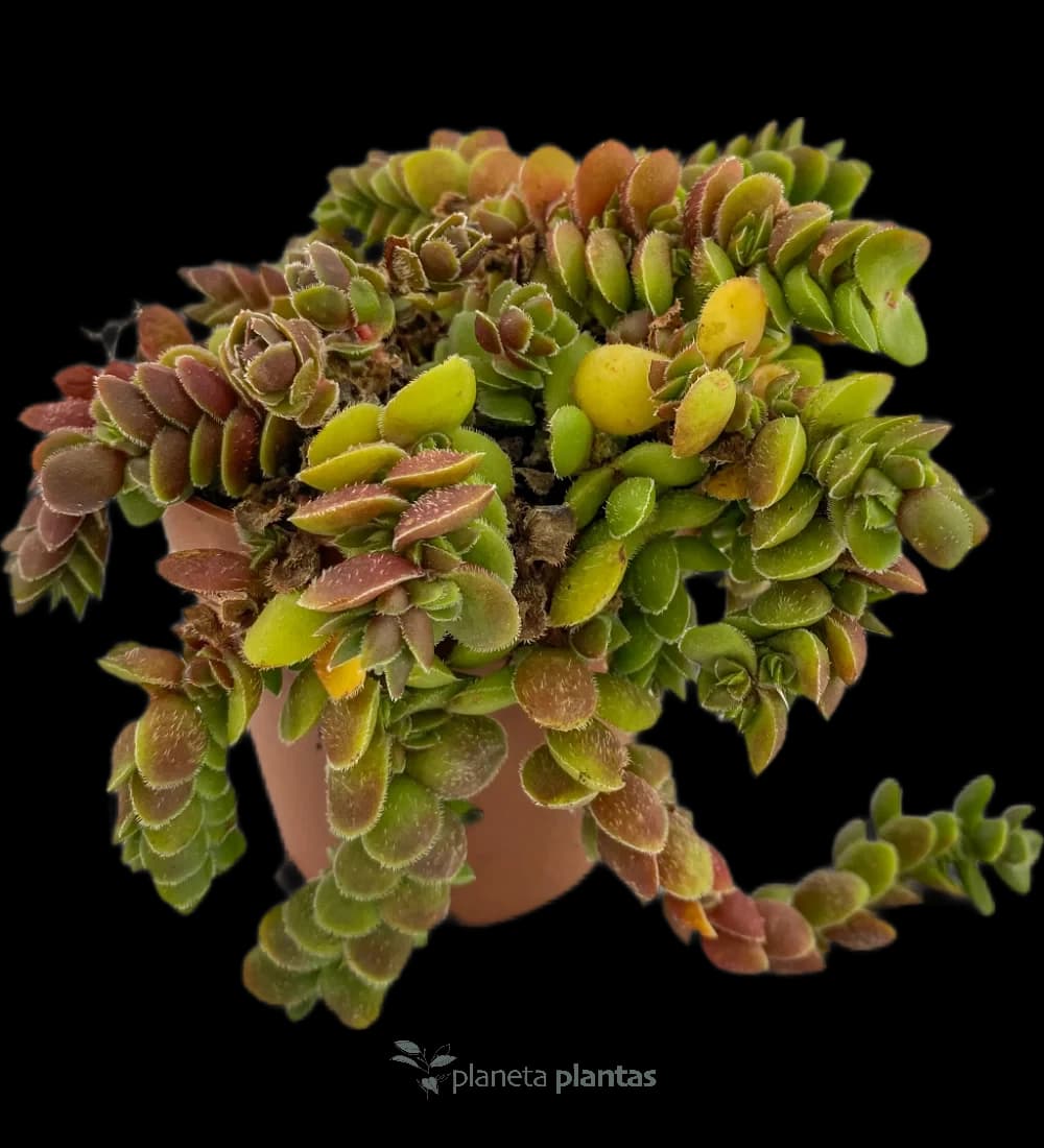 Salvinia Natans
