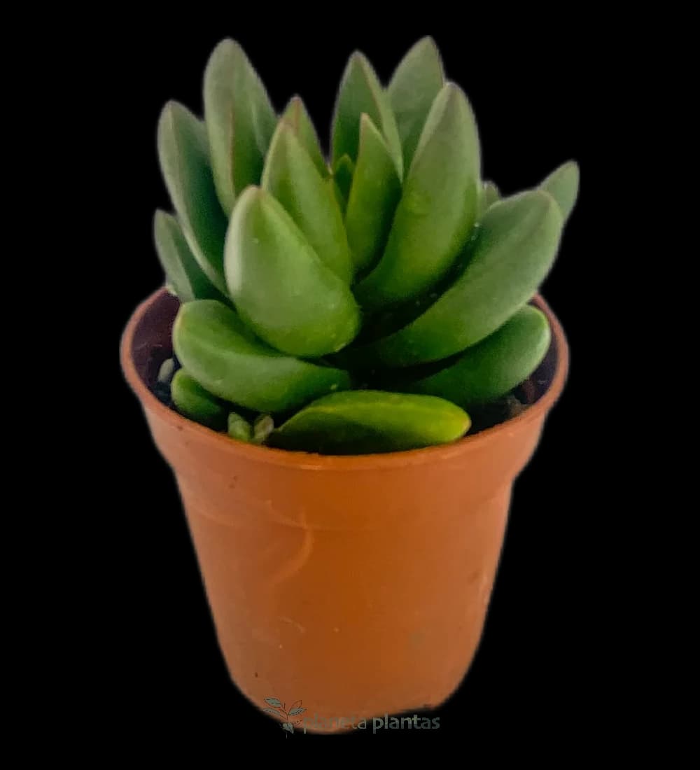 Sedum éclat printanier