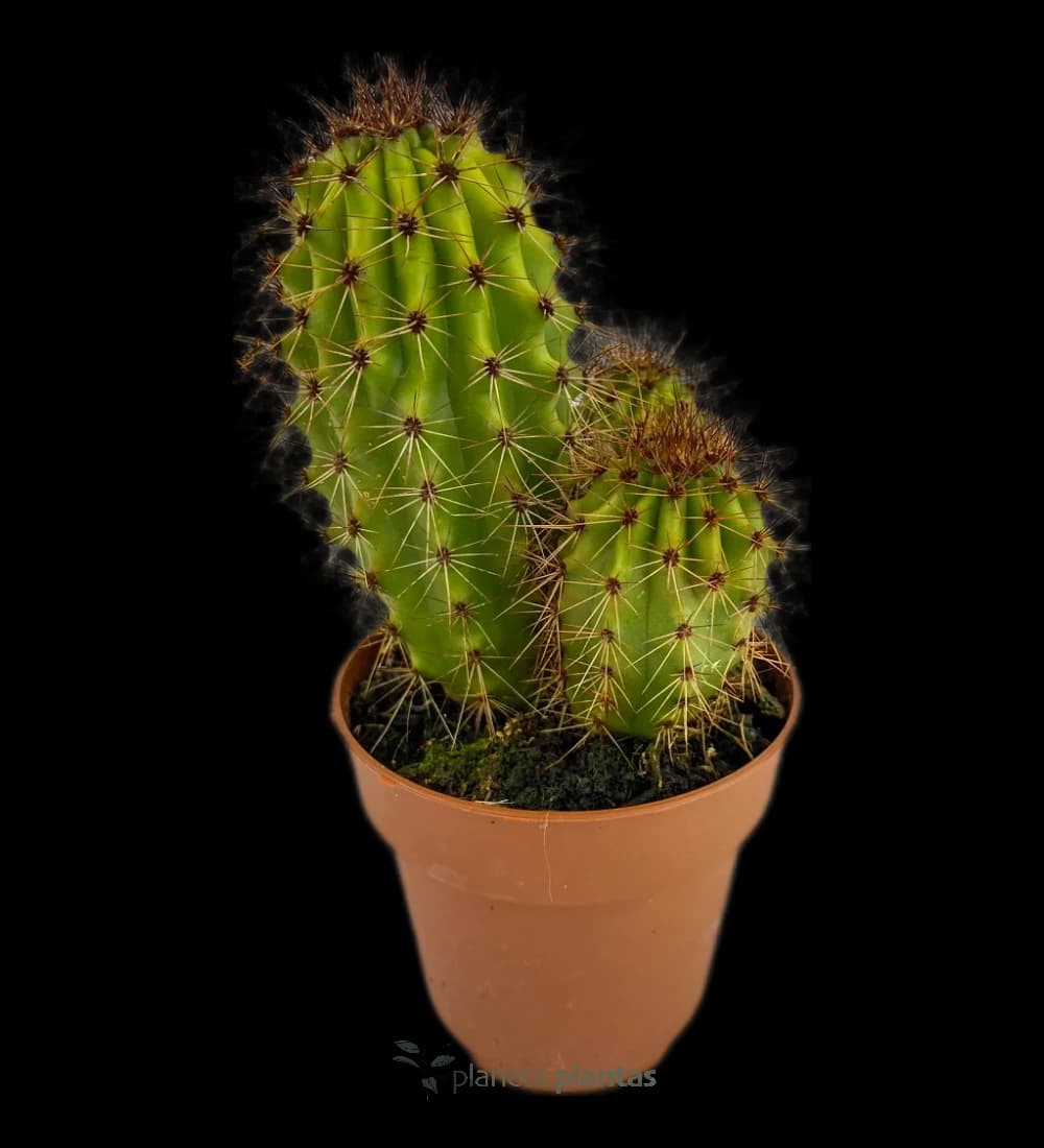Stenocereus Thurberi