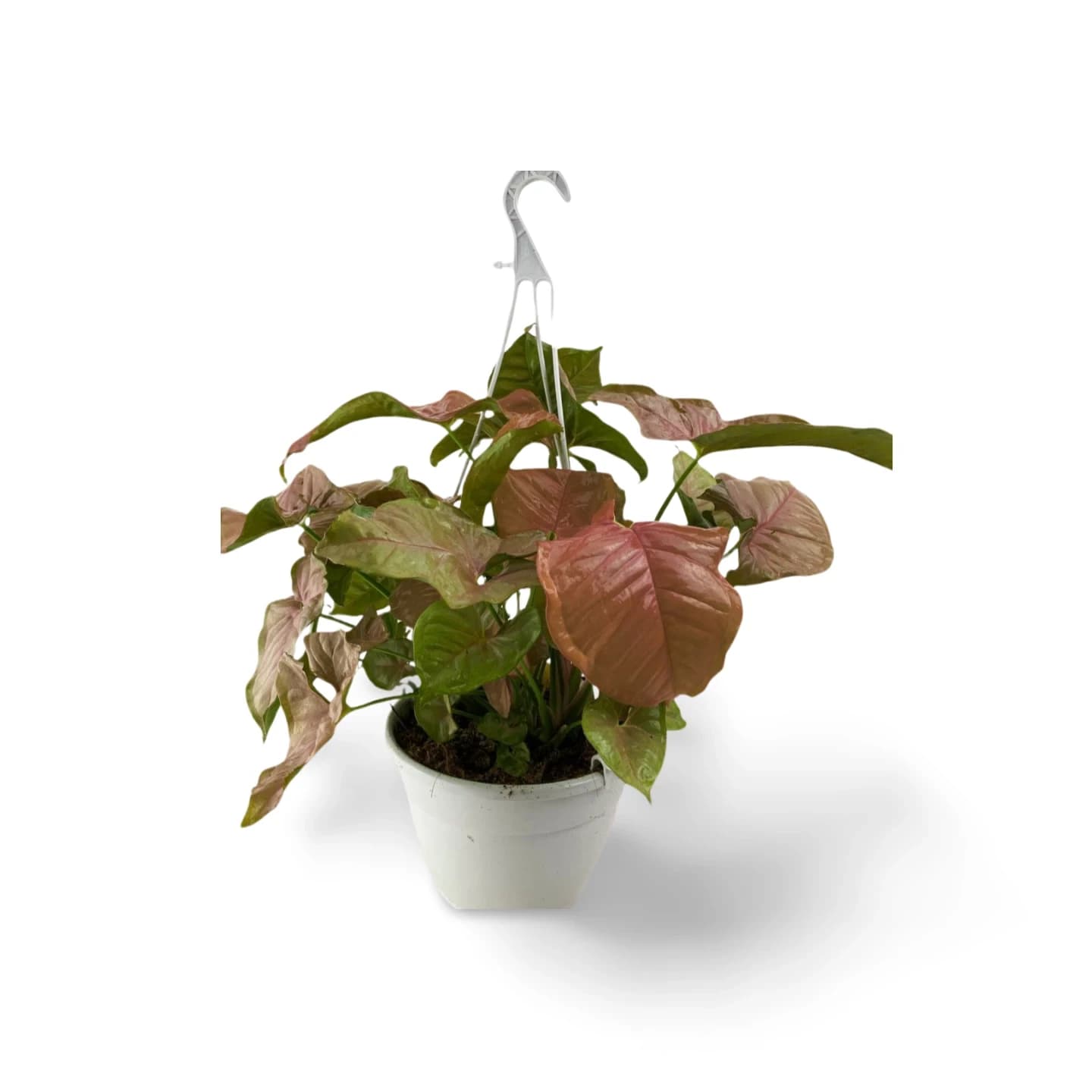 Syngonium Coeur Rouge