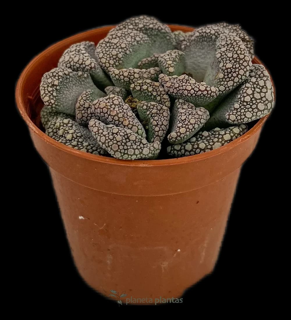 Titanopsis Calcarea - Petit