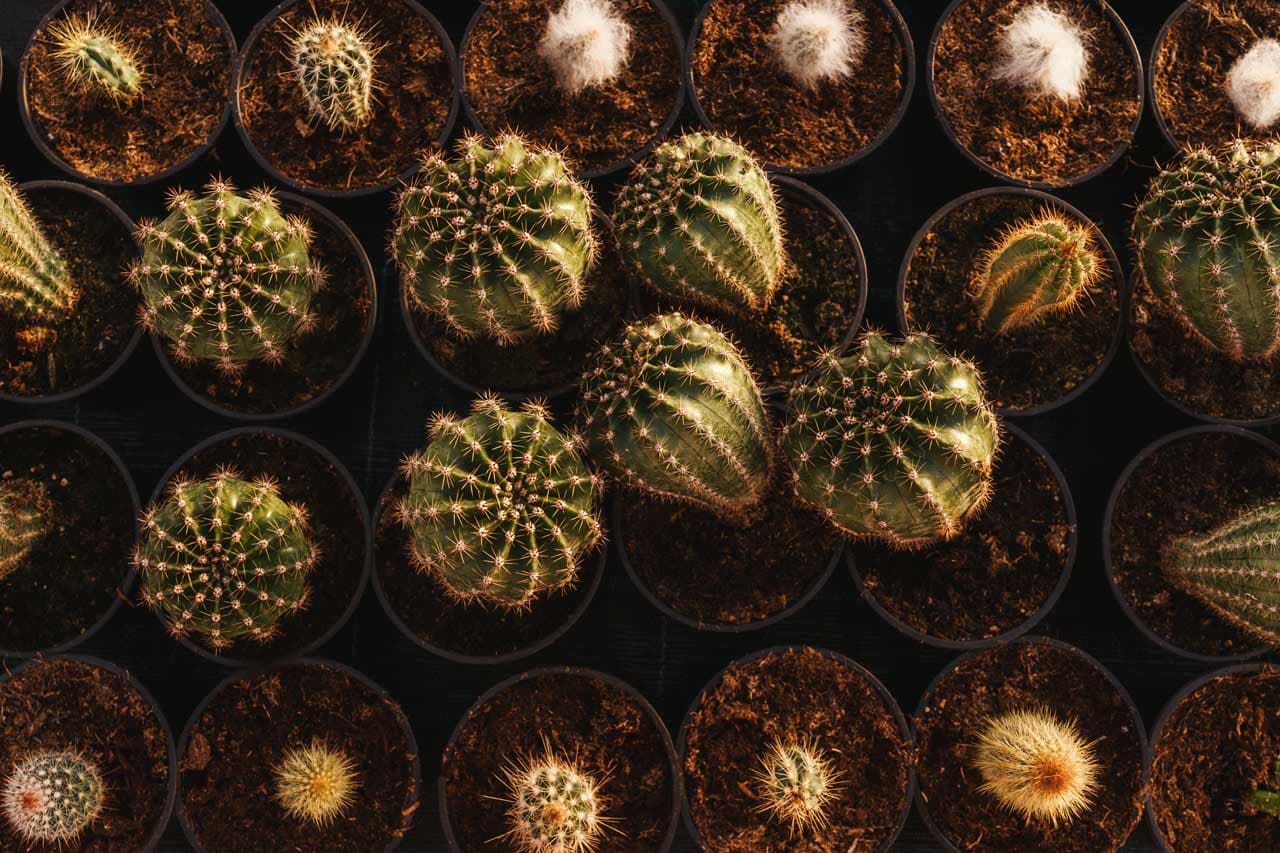 Entretien des cactus et recommandations