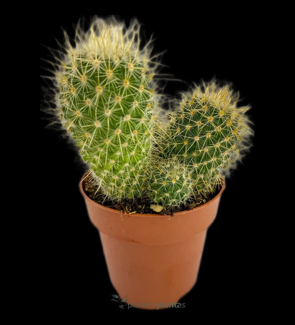 Echinocactus Grusonii