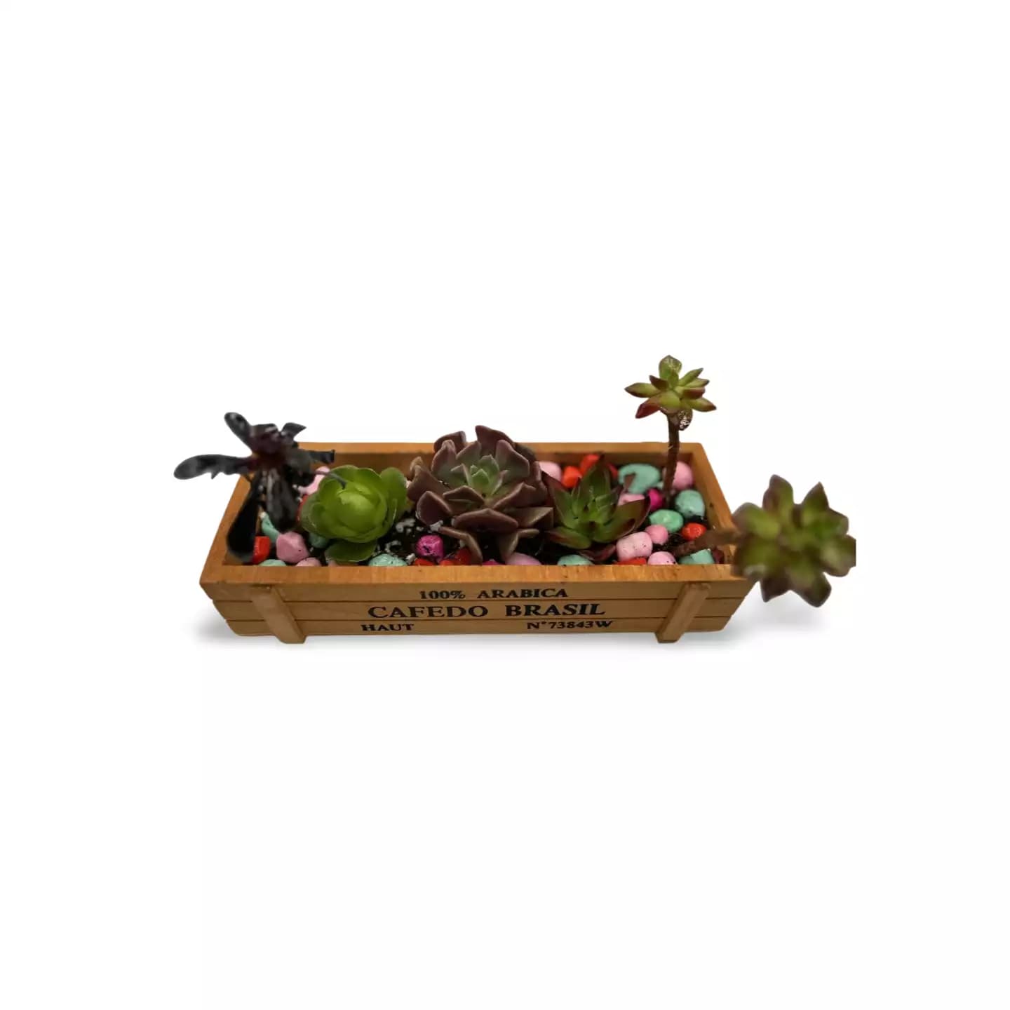 Ensemble Succulentes Aurora