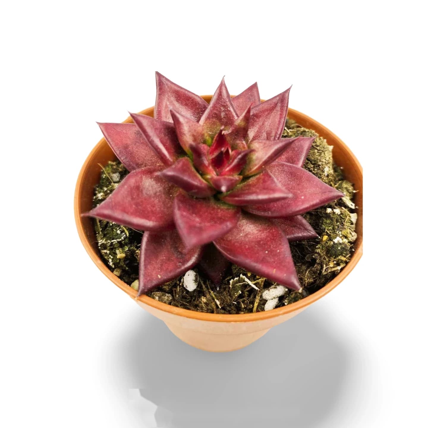 Echeveria agavoides Rubin Romeo
