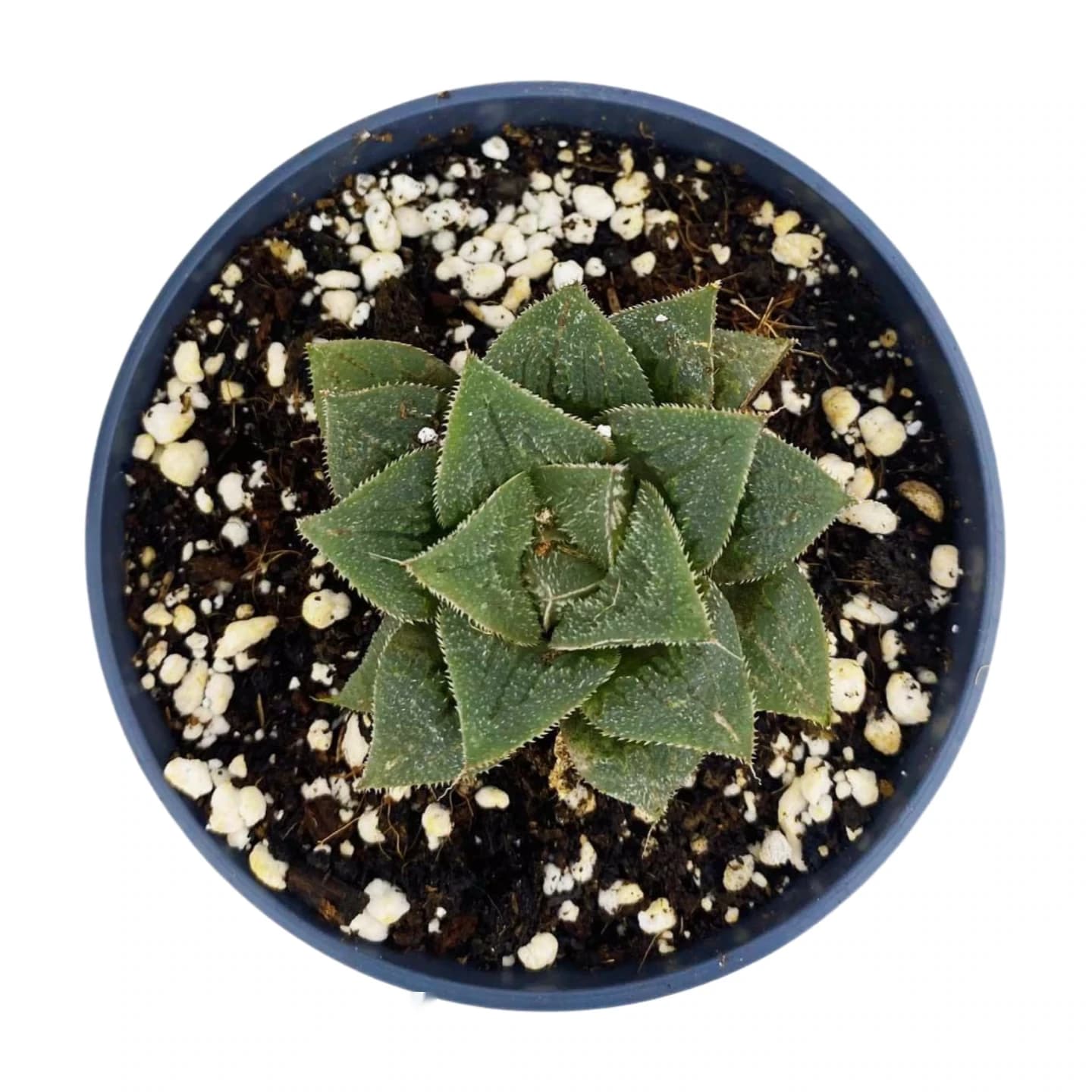 Haworthia pygmée