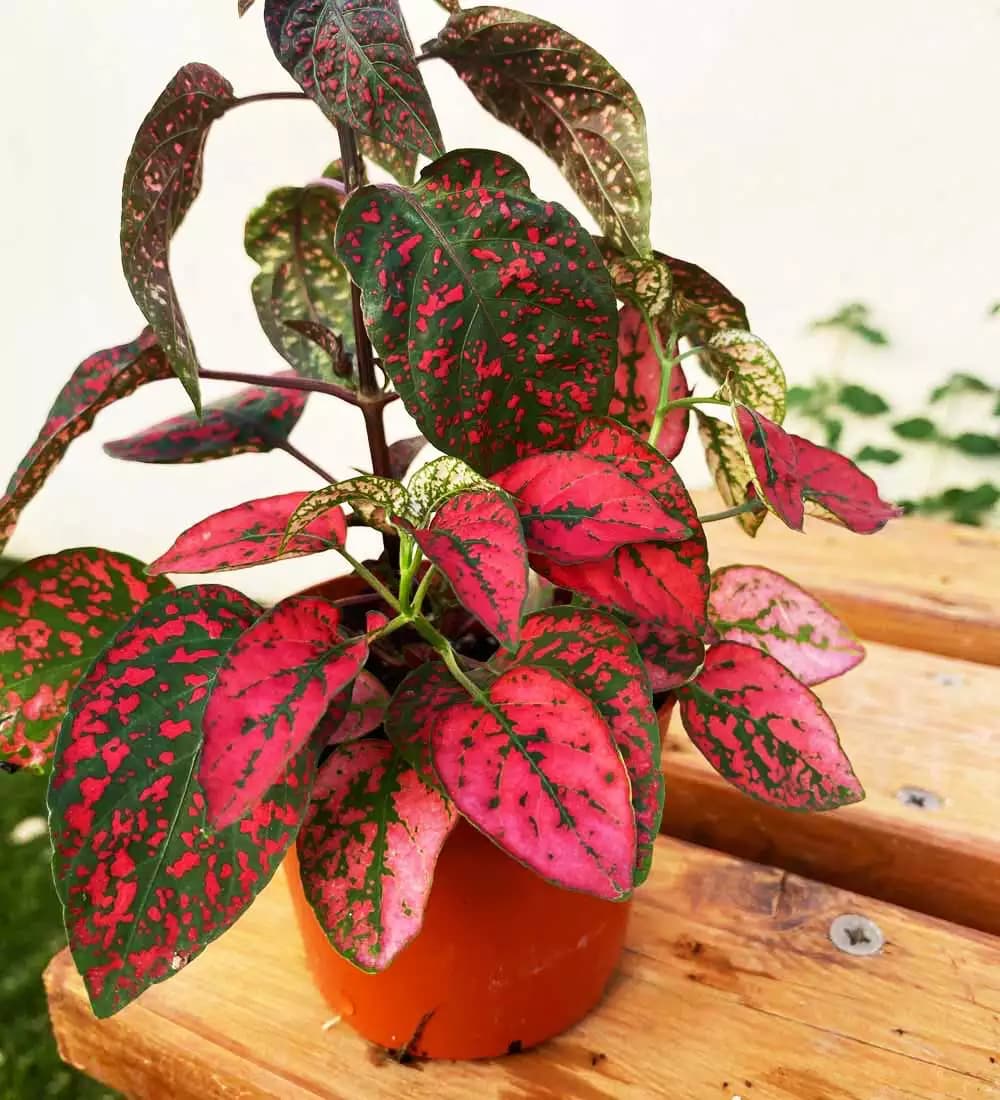 Hypoestes Rouge