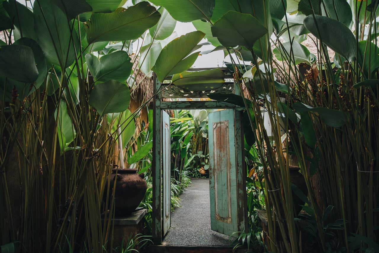 Les secrets des plantes tropicales