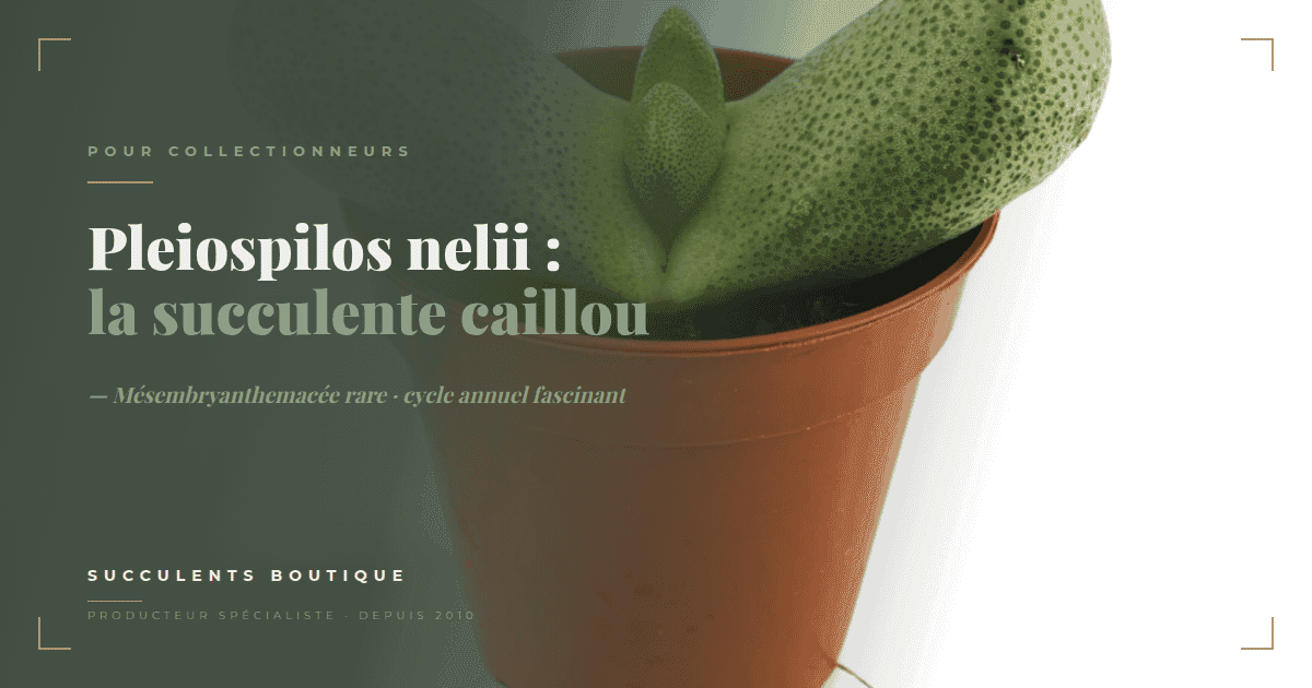 Pleiospilos nelii: Cuidado de la suculenta « piedra viviente »