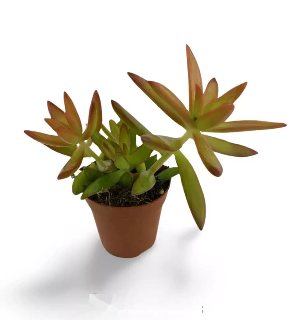 Sedum nussbaumerianum