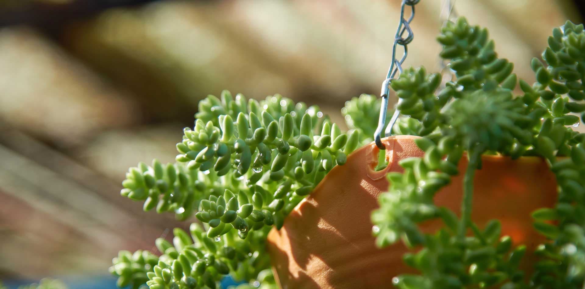 Succulentes d&rsquo;Intérieur : Comment Décorer Votre Maison avec Ces Plantes Résistantes 🌿