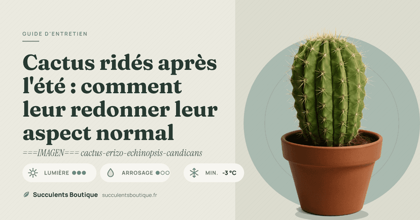 Cactus ridés après l'été : comment leur redonner leur aspect normal